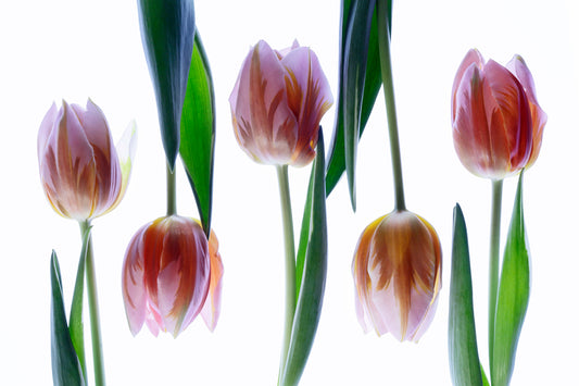 Spring Pink Delight