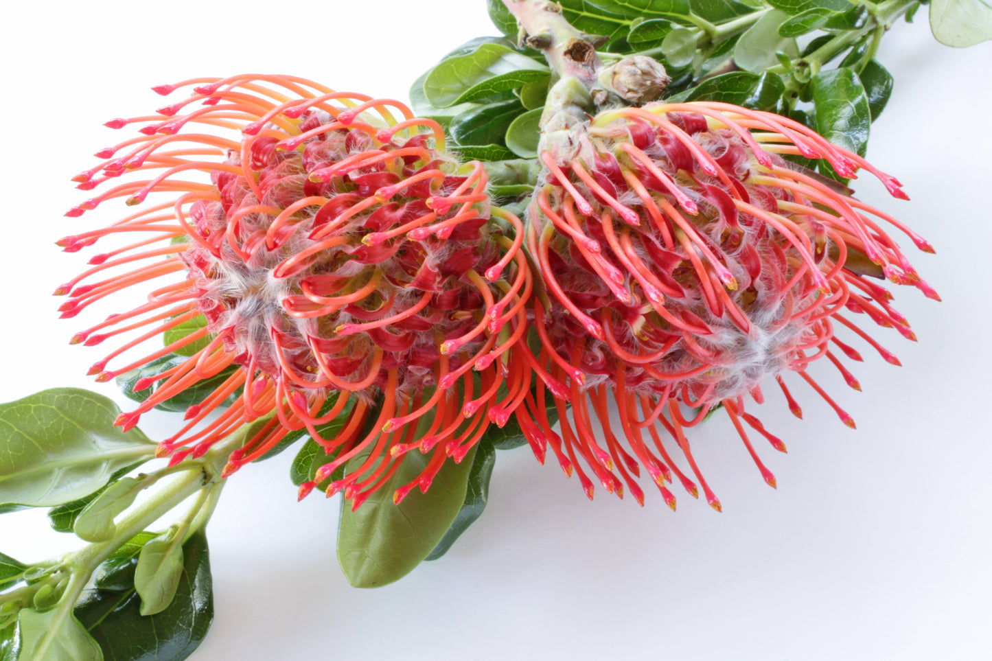 Pincushion-Protea