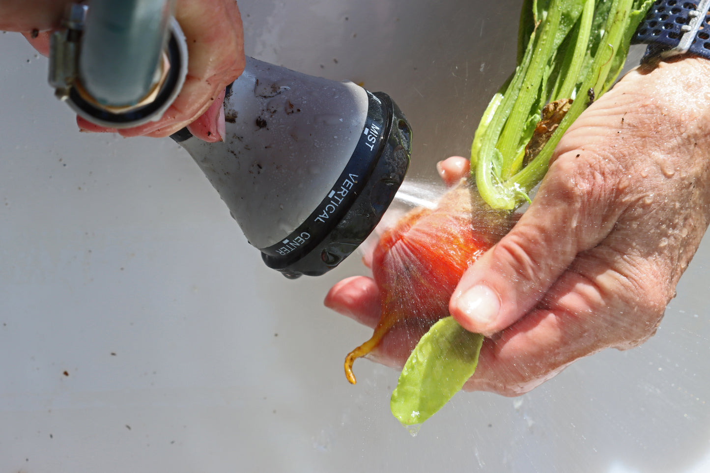 Washing Beets by hand