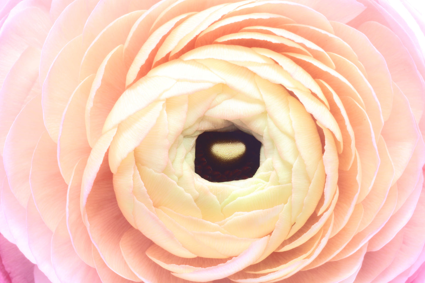 Macro ranunculus