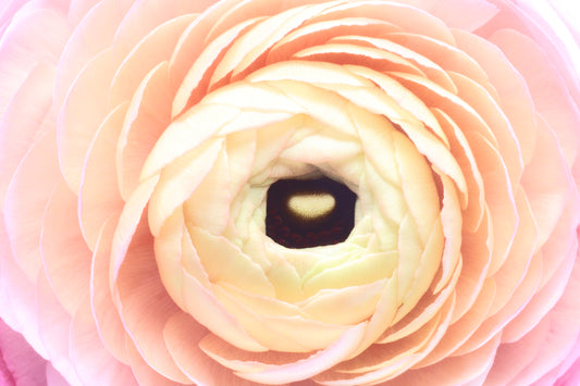 Macro ranunculus