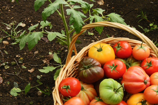 Heirloom tomato gardening