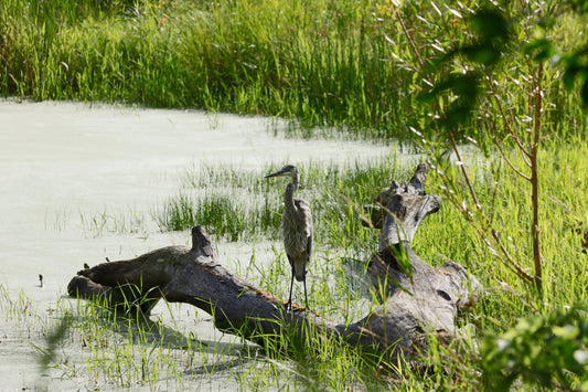 Juvenile Great Blue Heron