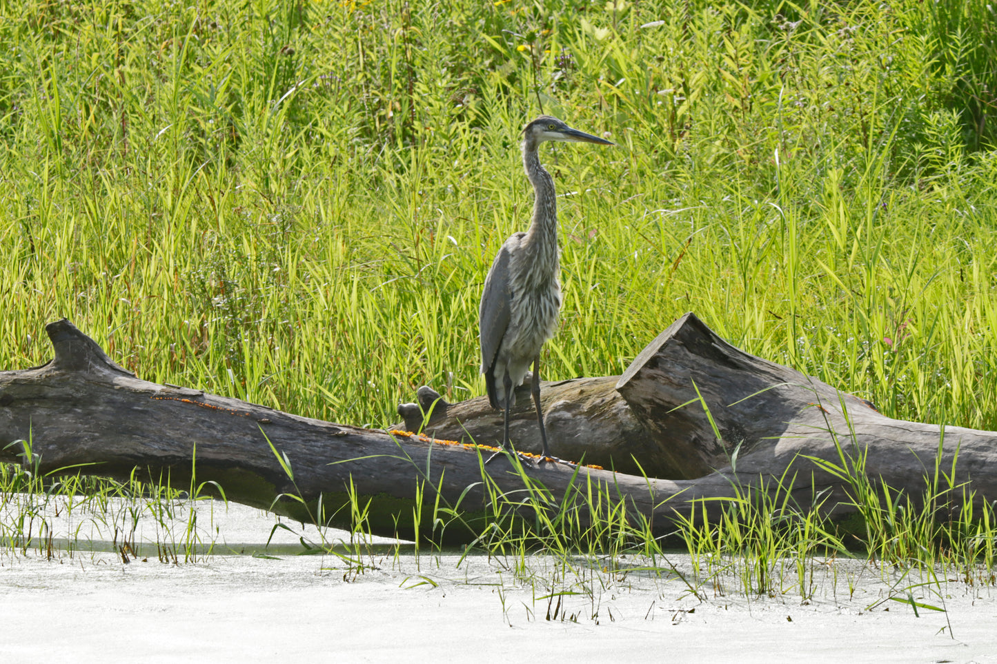 Juvenile Heron II