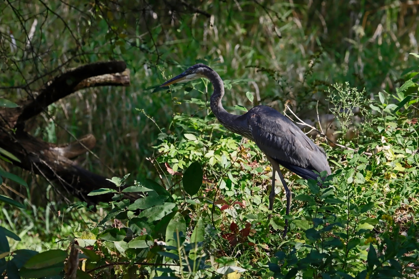 Heron at the stream