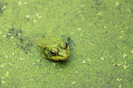 Camouflage frog