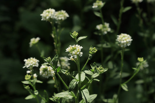 Hoary Alyssum