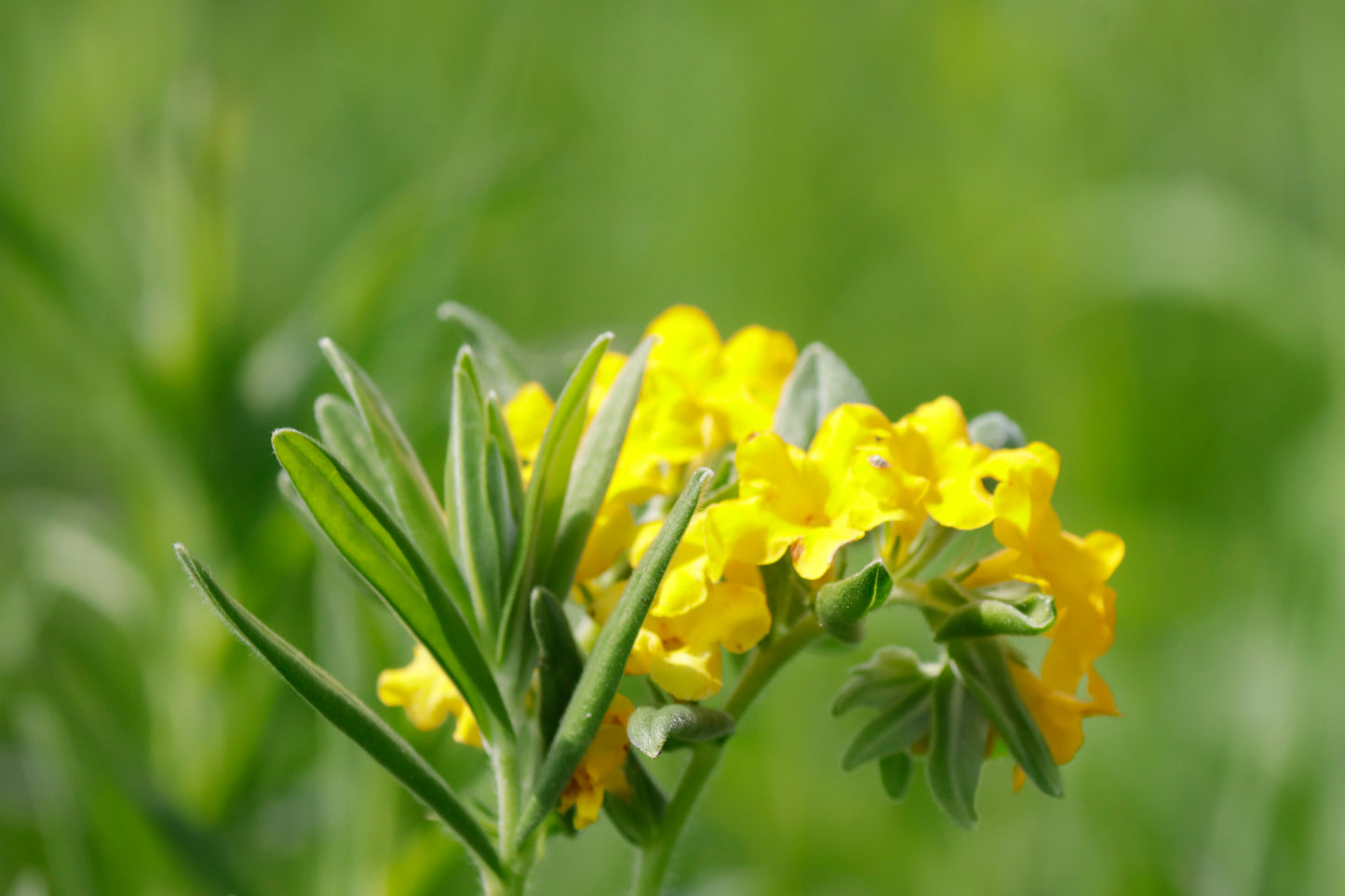 Hoary Puccoon