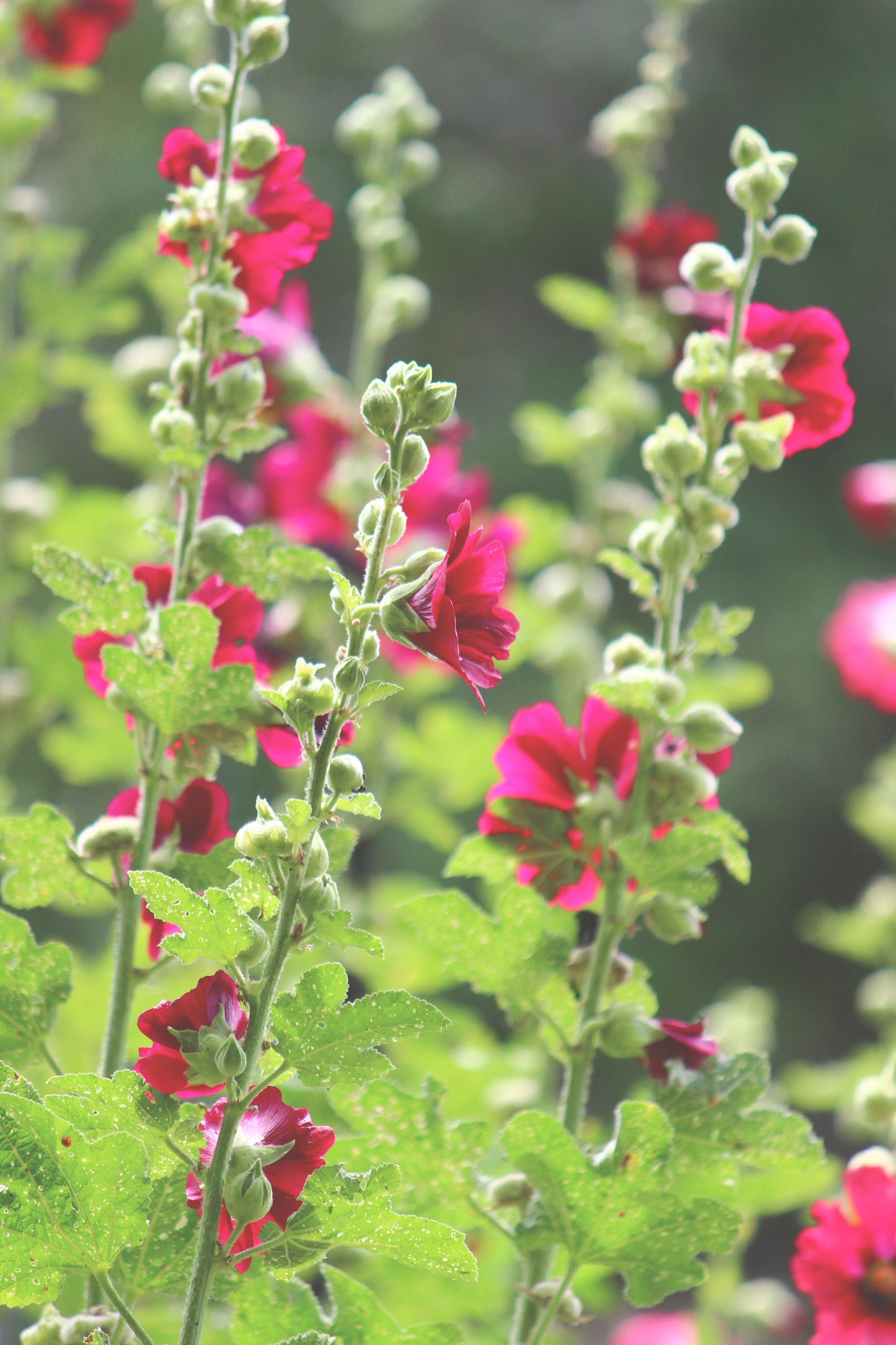 Red hollyhocks