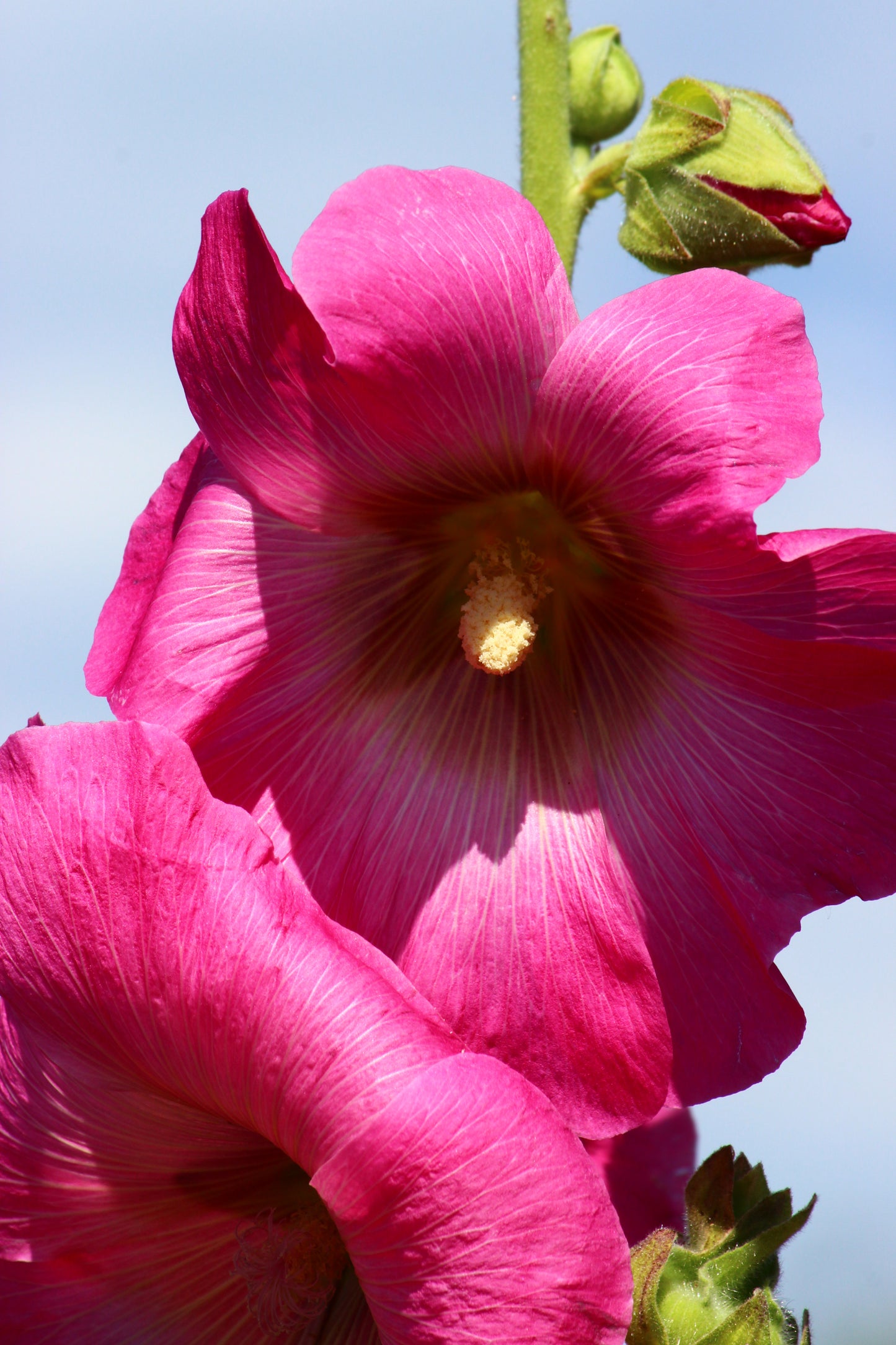 Pink hollyhocks