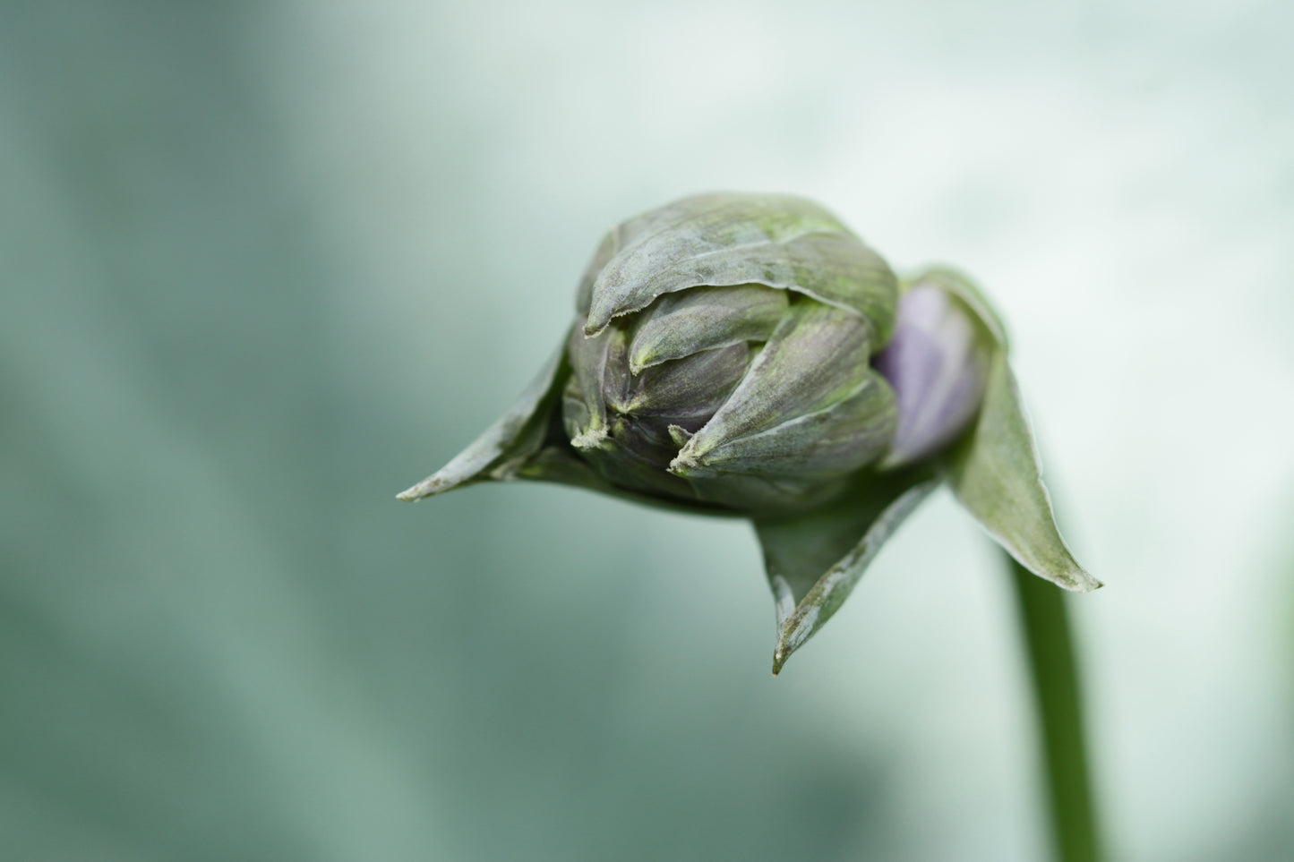 Siebold's plantain lily hosta