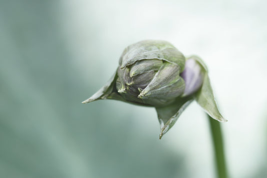 Hosta in bud