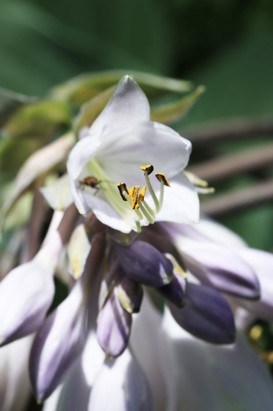 Hosta blooms