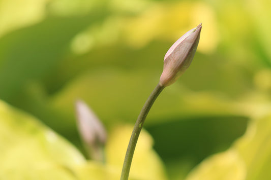 Hosta bud