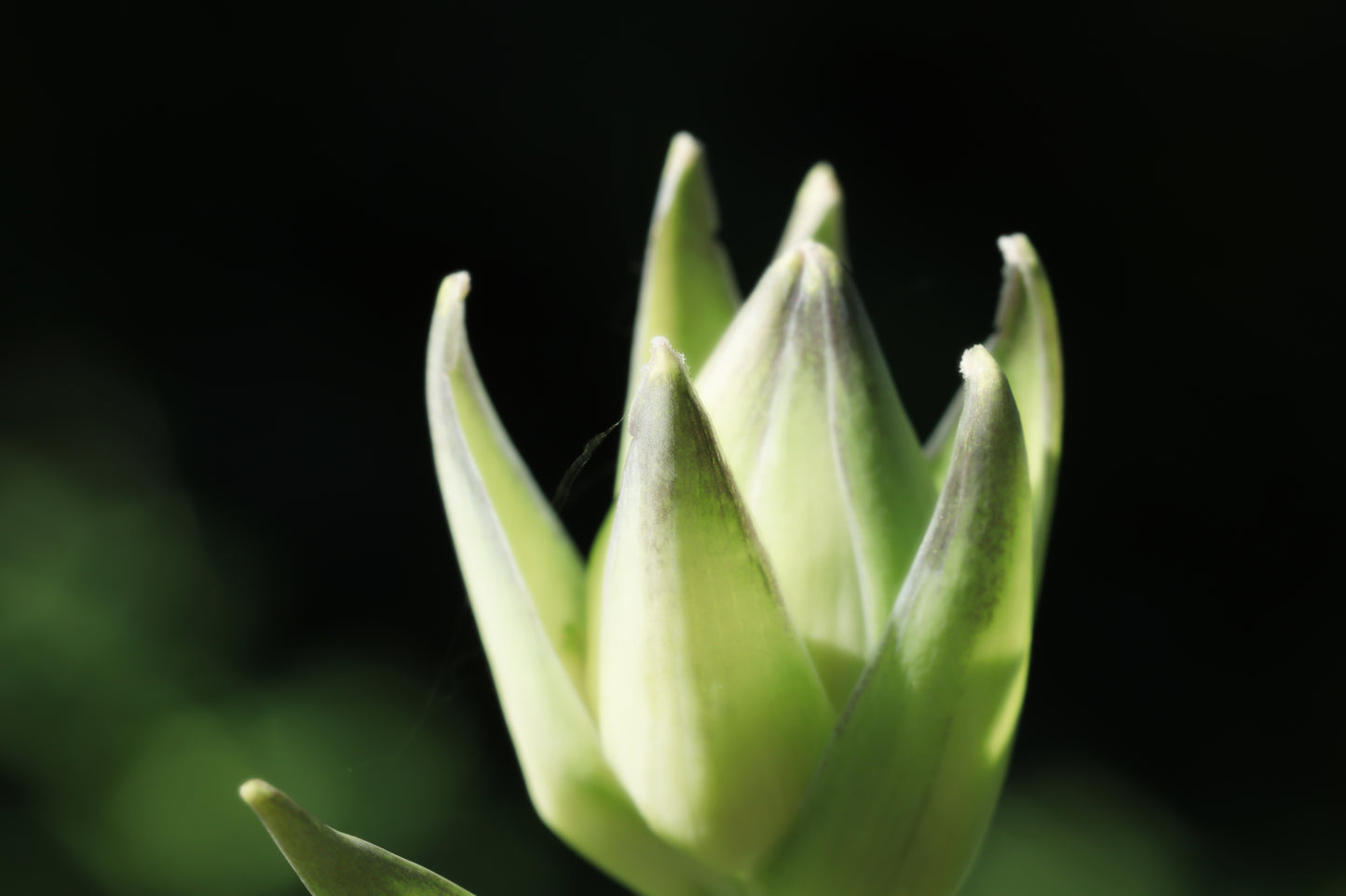 Hosta Budding