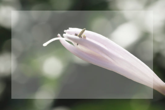 Hosta overlay