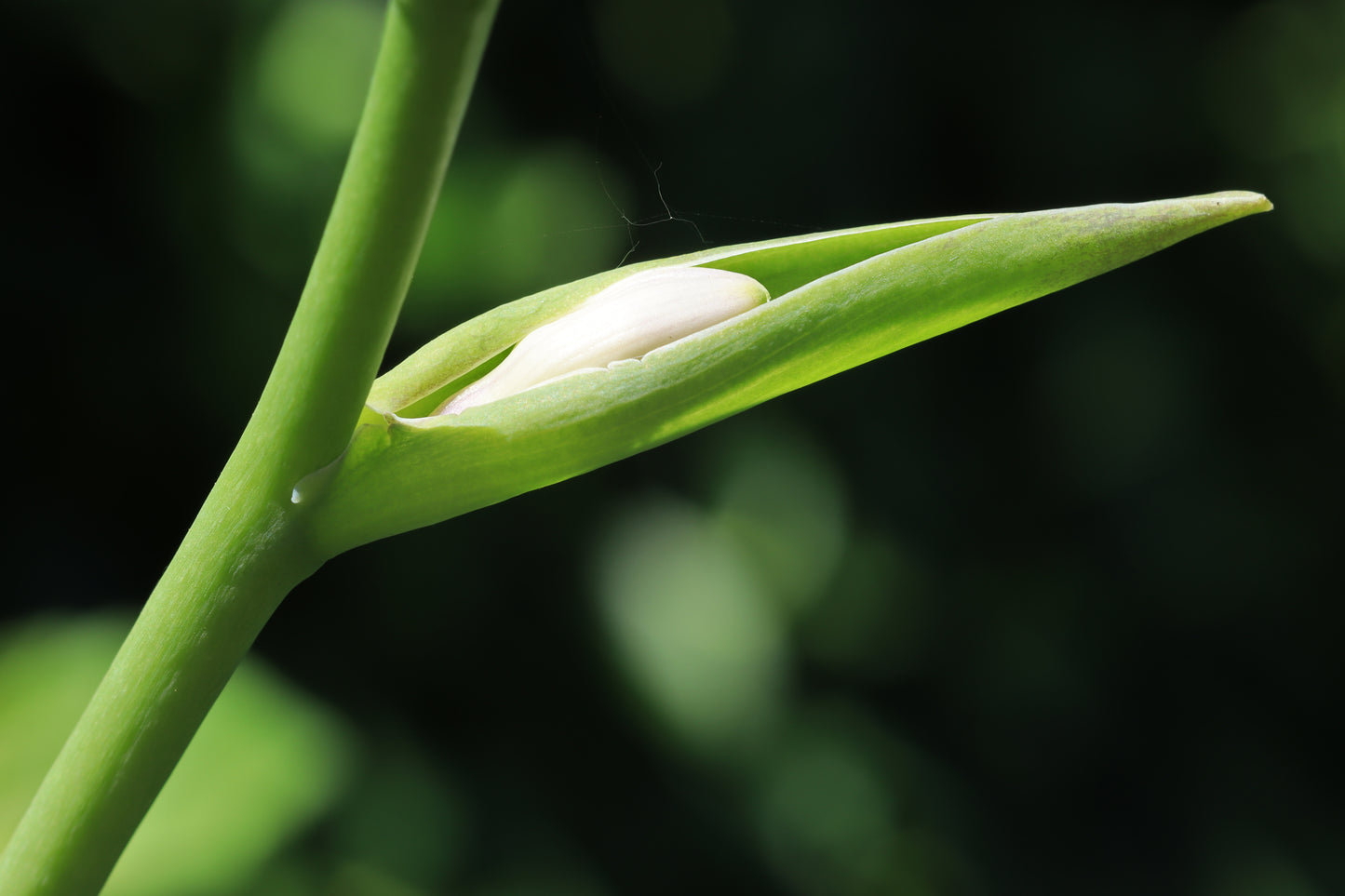 Hosta emerging