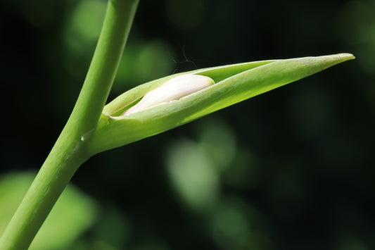 Hosta emerging