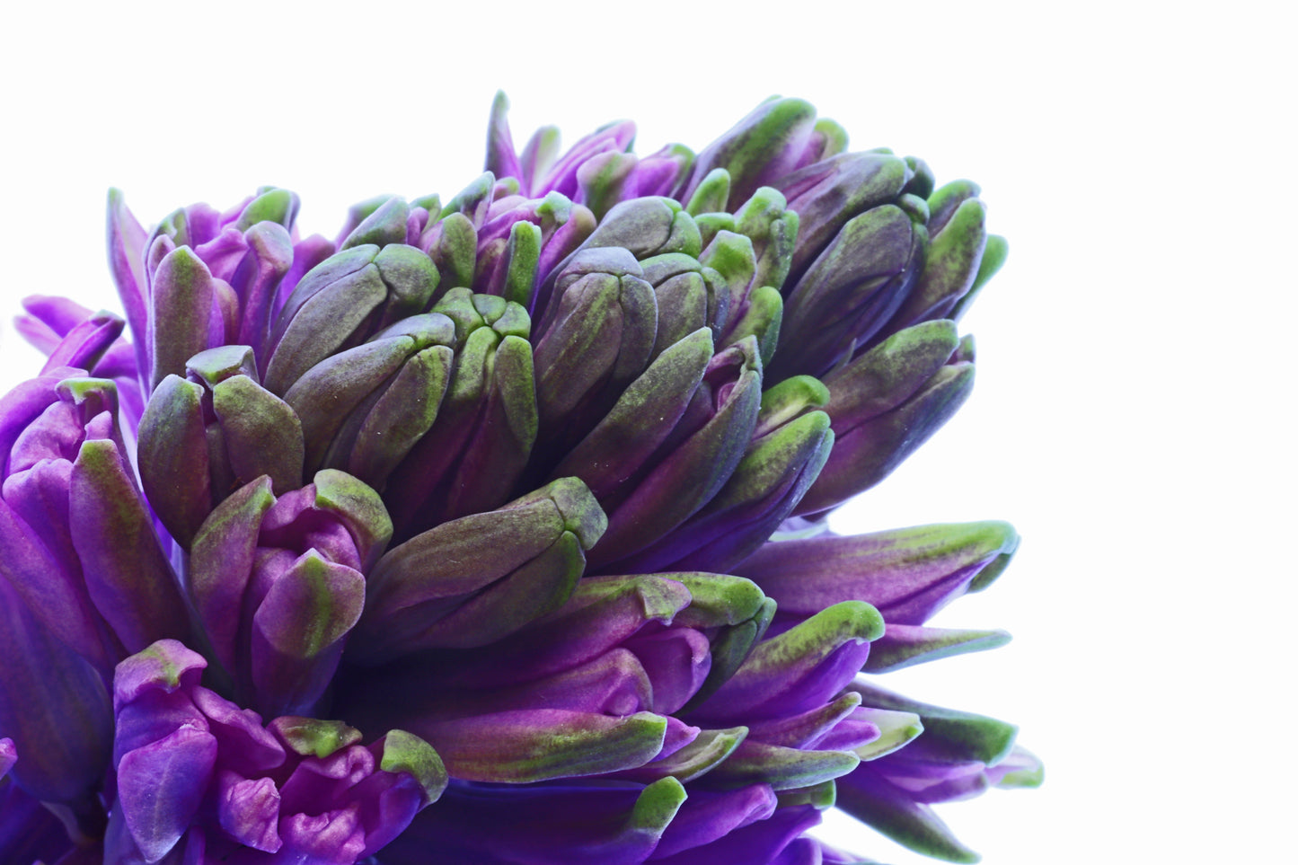 Hyacinth macro