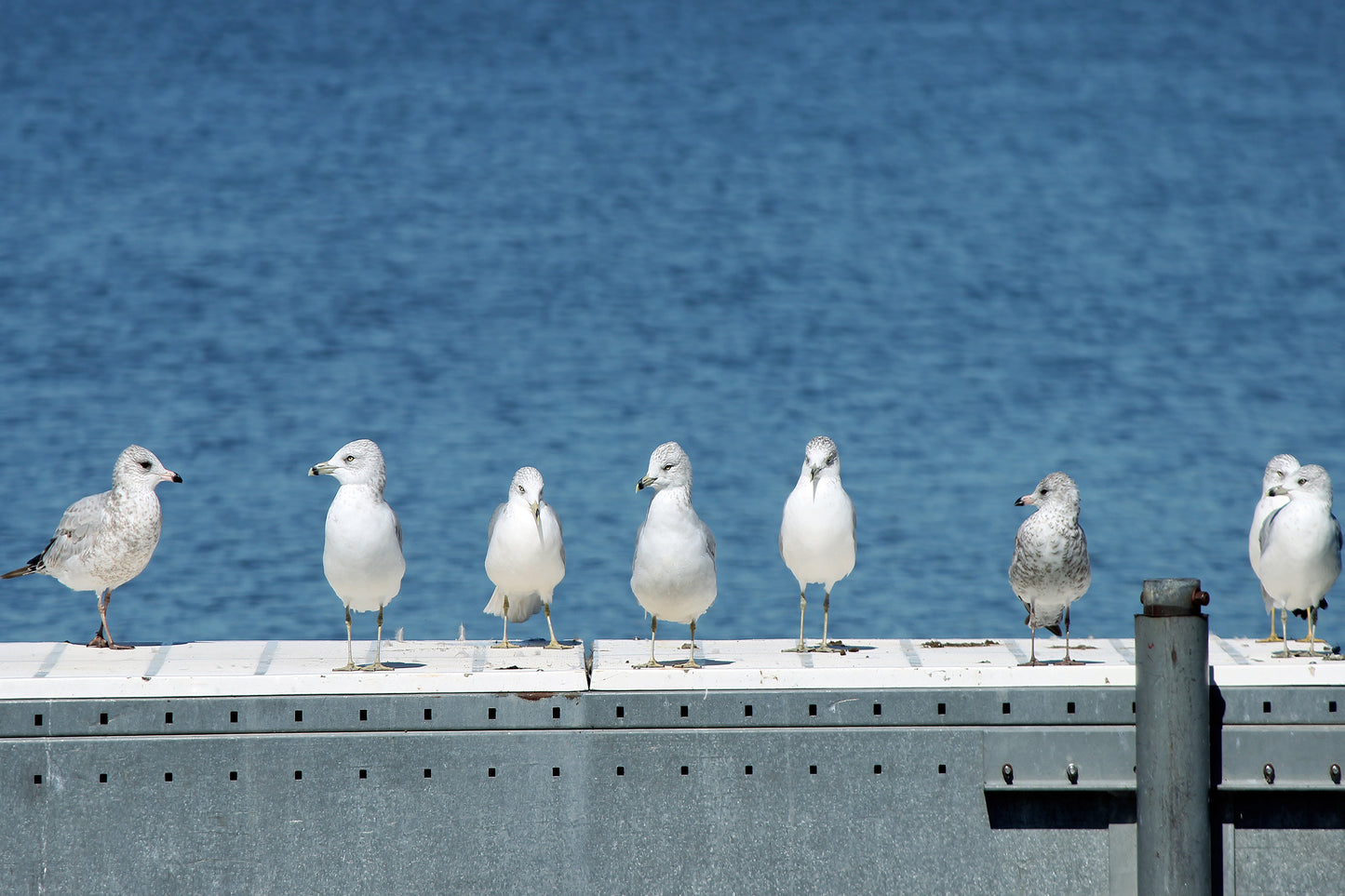 Seagulls on the pier