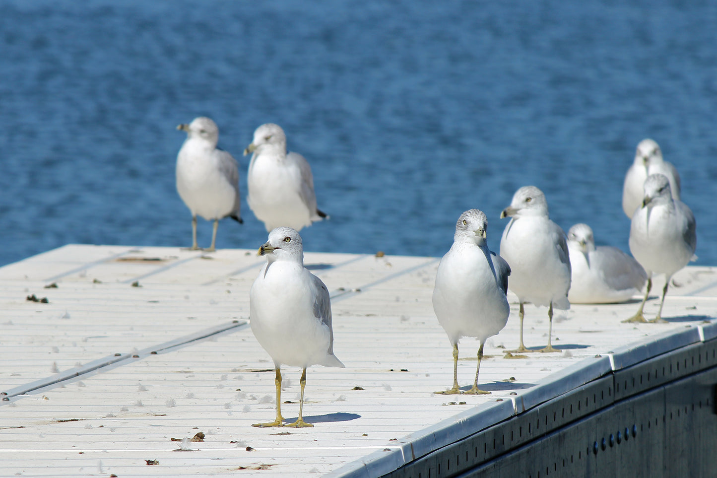 Seagulls