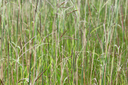 Big Bluestem with morning dew drops