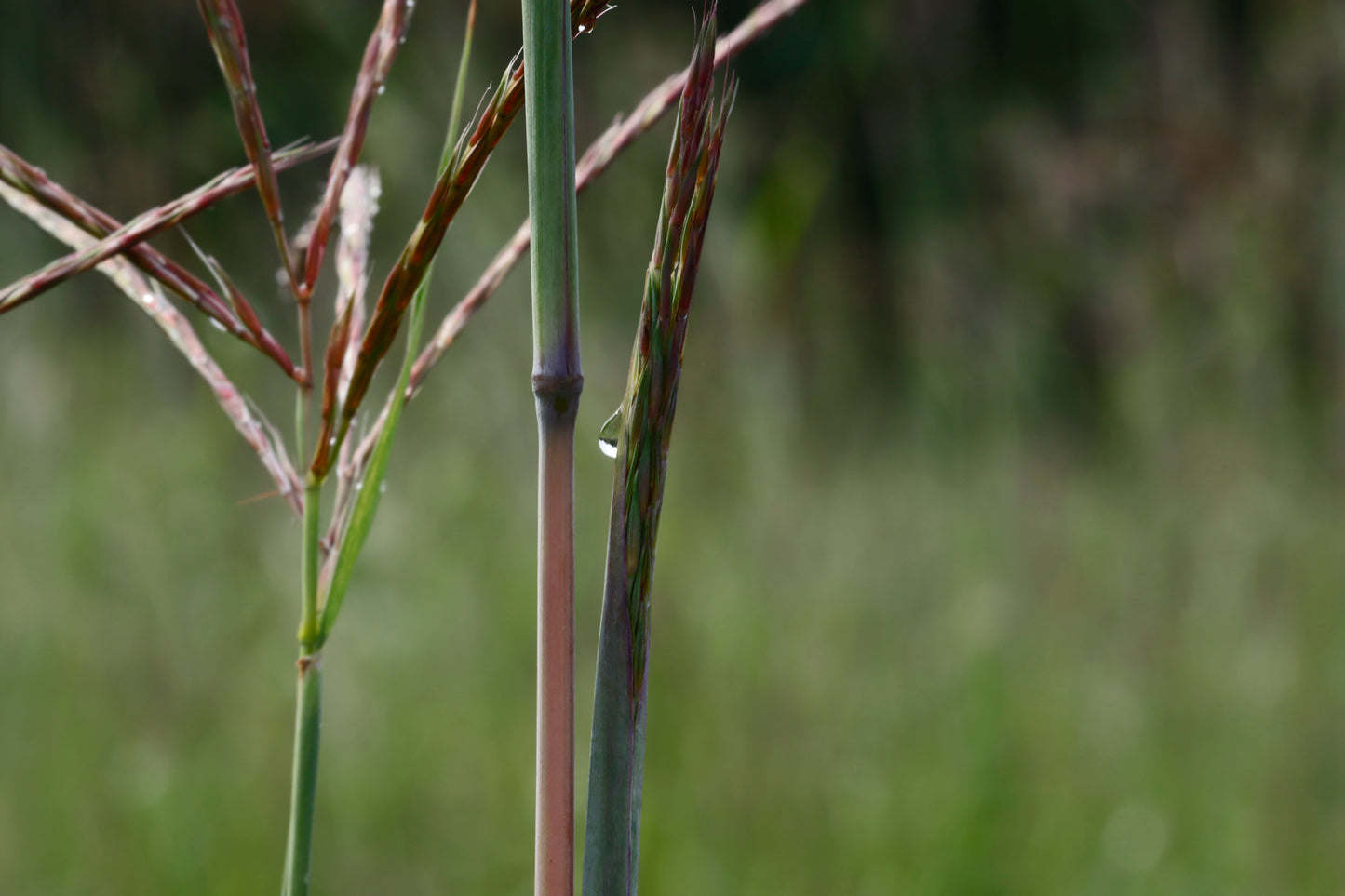 Big Bluestem with water drop