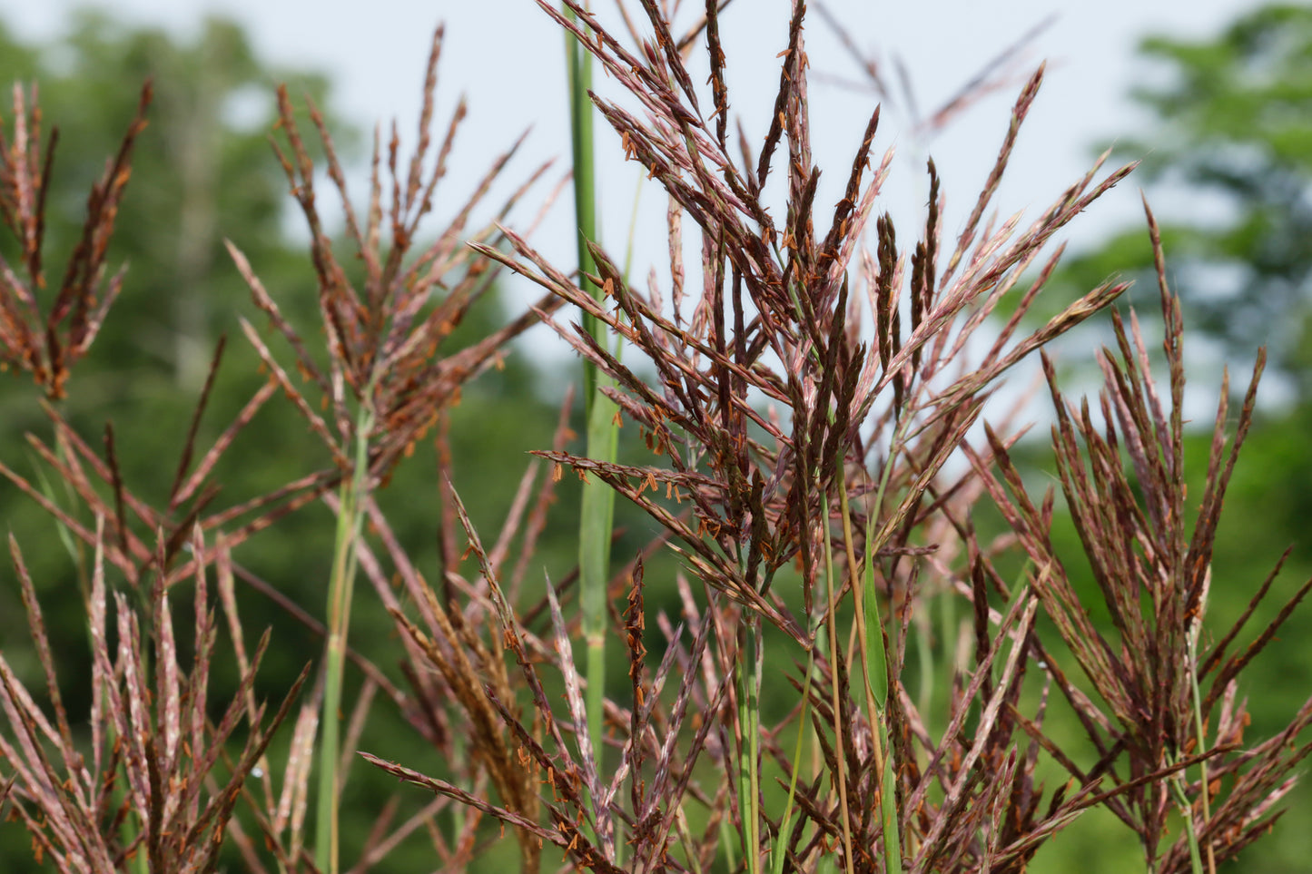 Big Bluestem