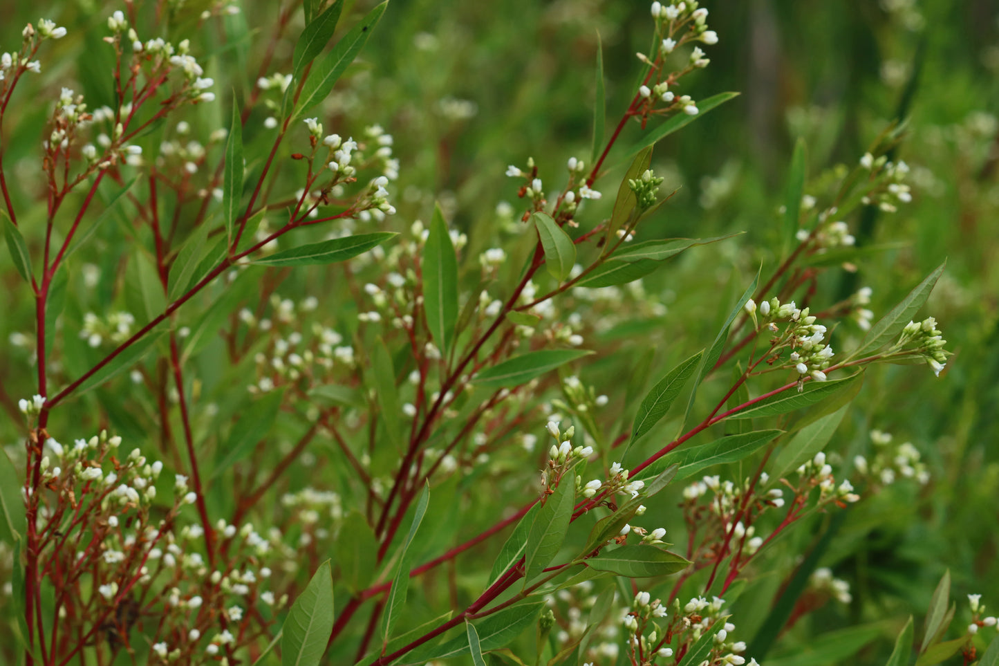 Indian Hemp