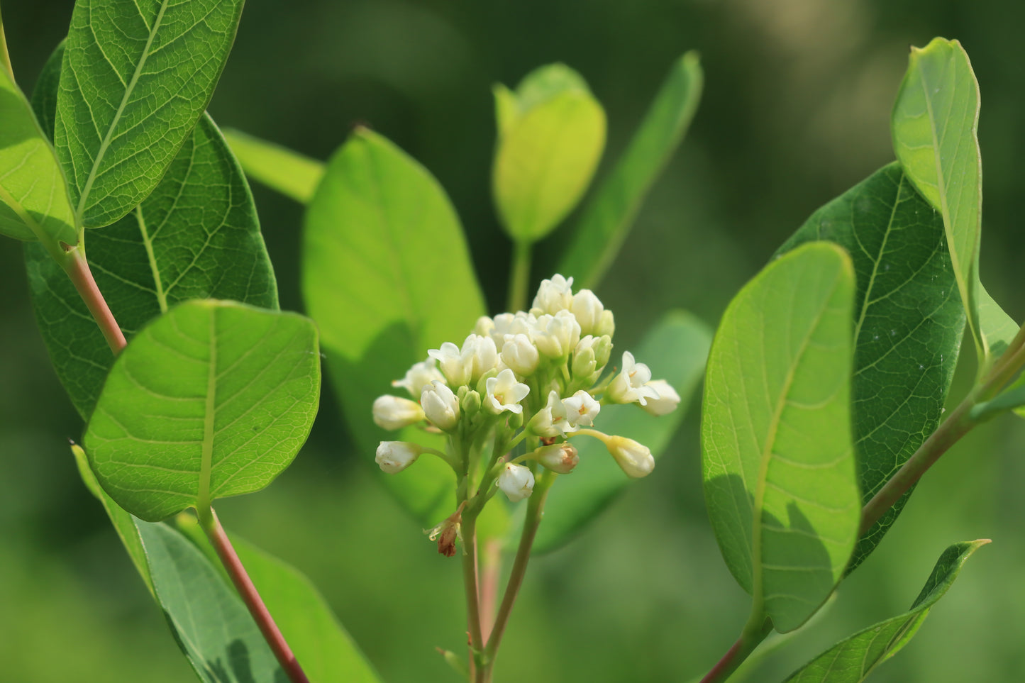 Indian Hemp