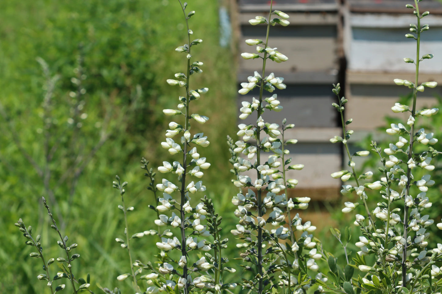 Apiary in an Indigo Wildflower Meadow