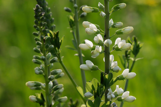 White wild indigo close up