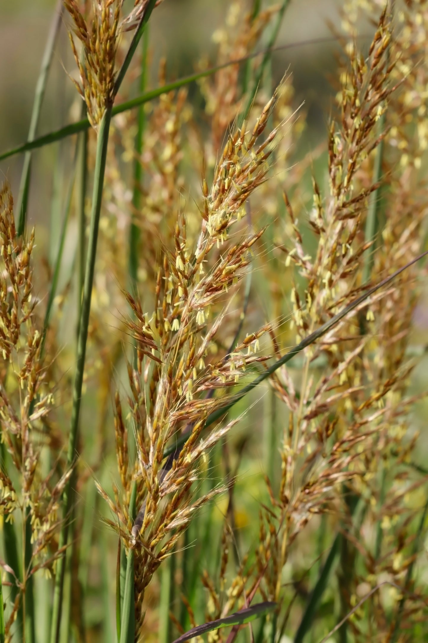 Macro yellow indiangrass