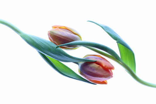 Tulips together