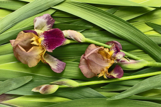 Iris garden