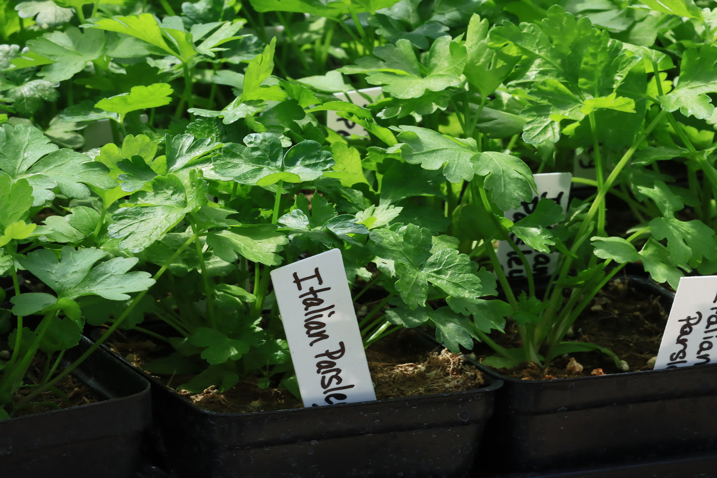 Italian flat leaf parsley