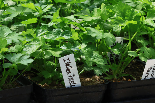 Italian flat leaf parsley