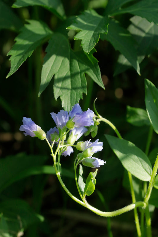 Jacob's Ladder