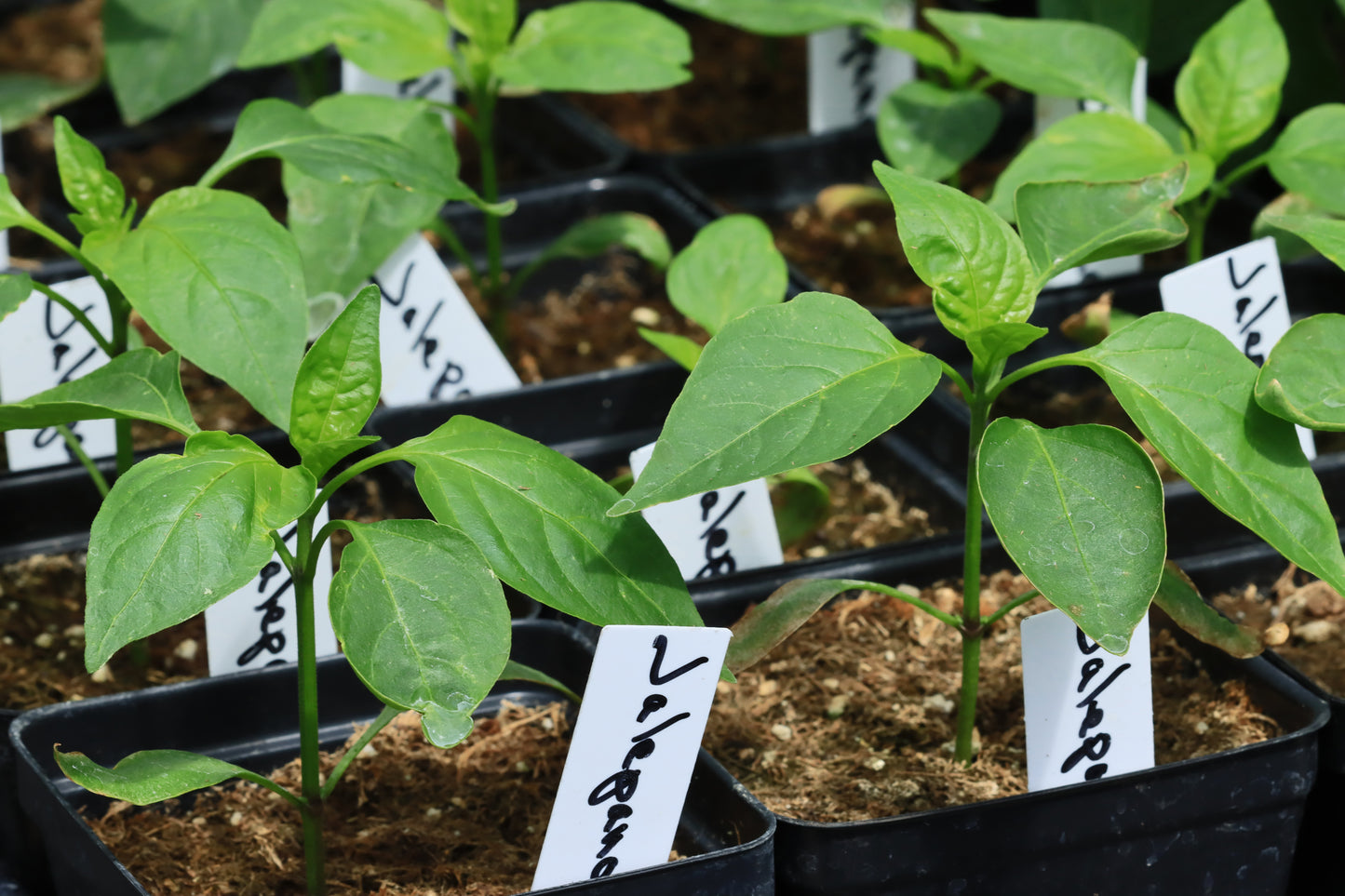 Jalapeno plants