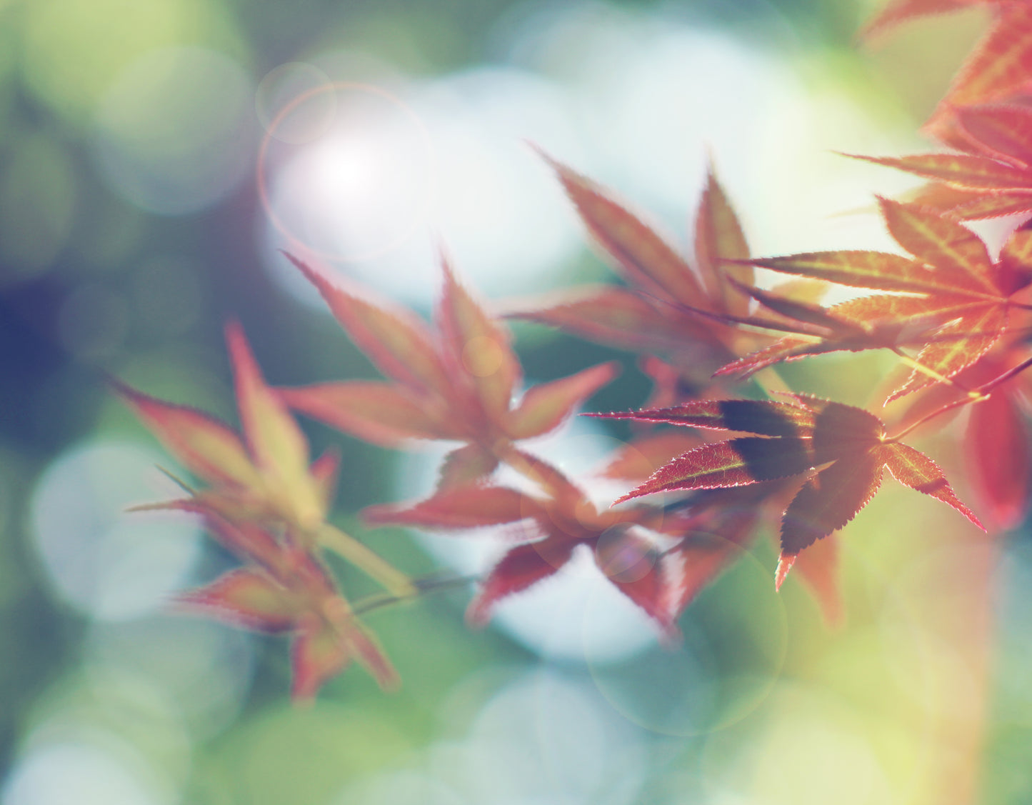 Japanese maple