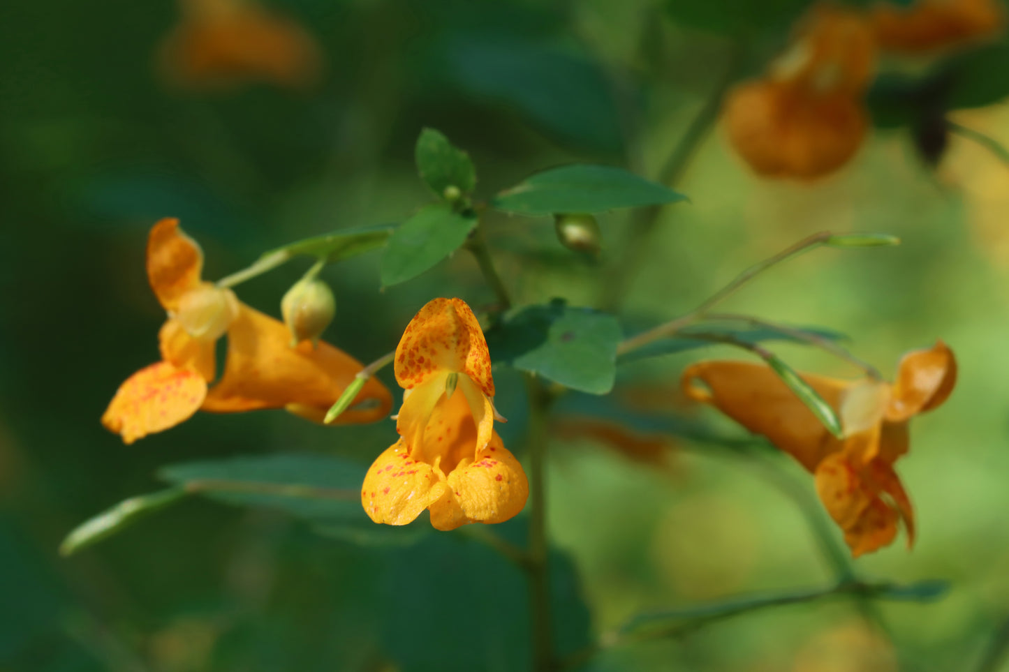 Jewelweed