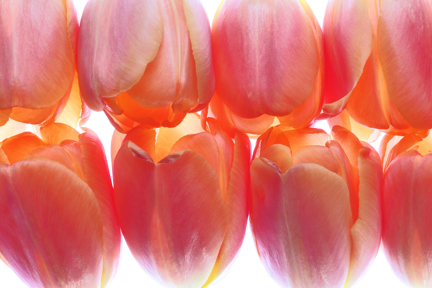 Kissing tulips