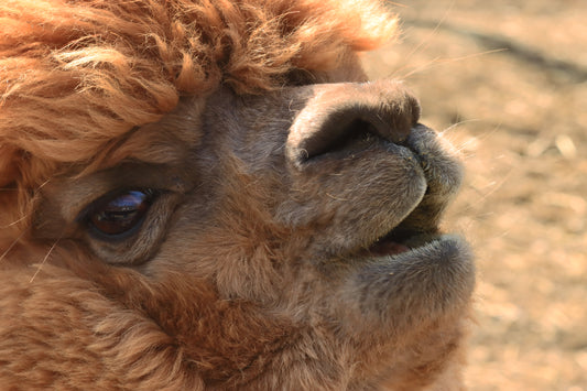 Alpaca close up