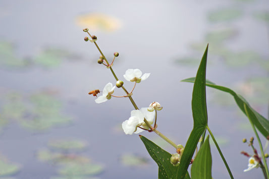 Blooming arrowhead