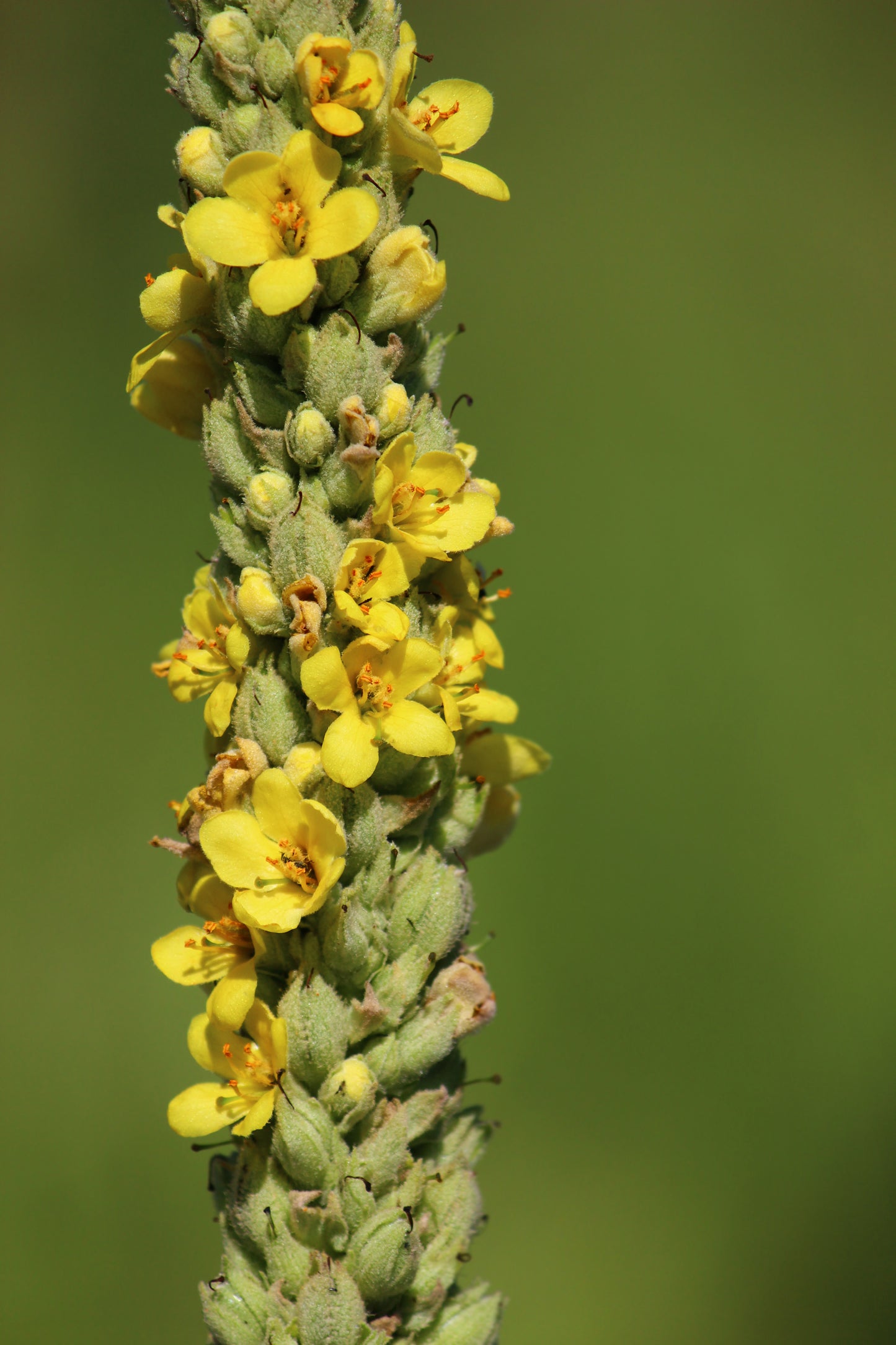 Mullein Macro