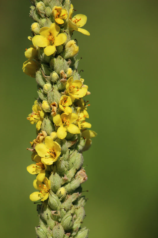 Mullein Macro