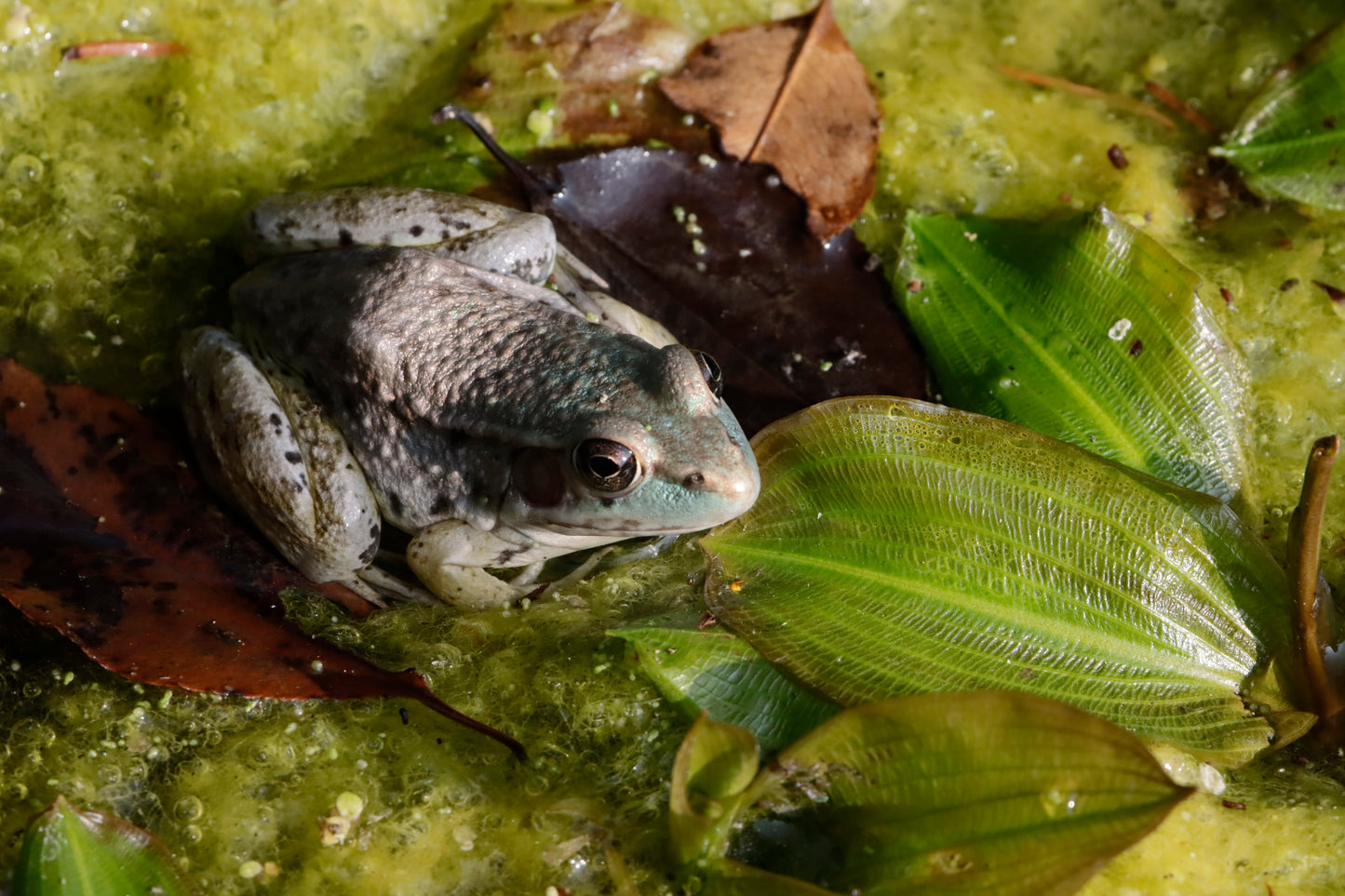 *RARE* Blue "Green Frog"