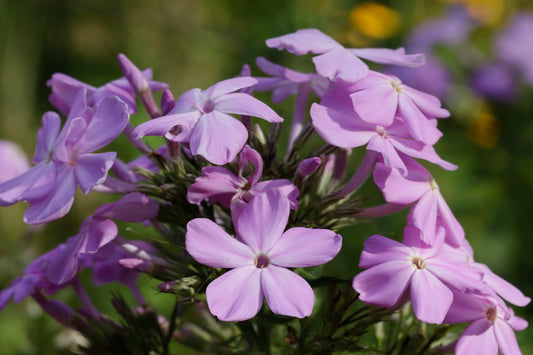 Largeleaf Phlox