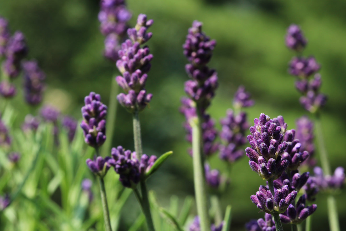 Lavender plant