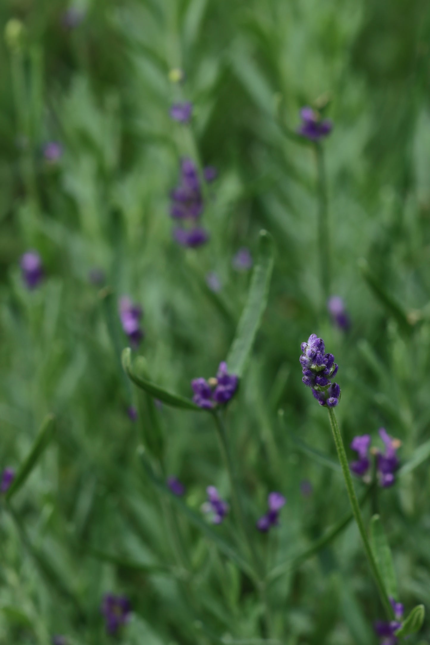 Lavender plants